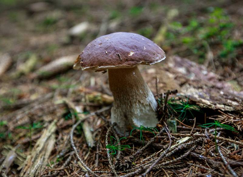 Houbařský úlovek z Beskyd, v okolí přehrady Morávka, 1. července 2018.