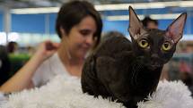 Na ostravské Černé louce si daly dostaveníčko kočičí šampioni z Česka i ze zahraničí