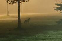 Liška na lovu, záběr z videa.