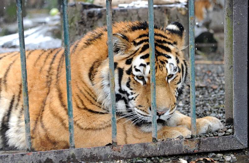Tygří bratři Eda a Elton opustí v lednu ostravskou zoologickou zahradu. Jejich novými domovy se stanou  litevská Zoo Kaunas a Woburn Safari Park v Anglii.