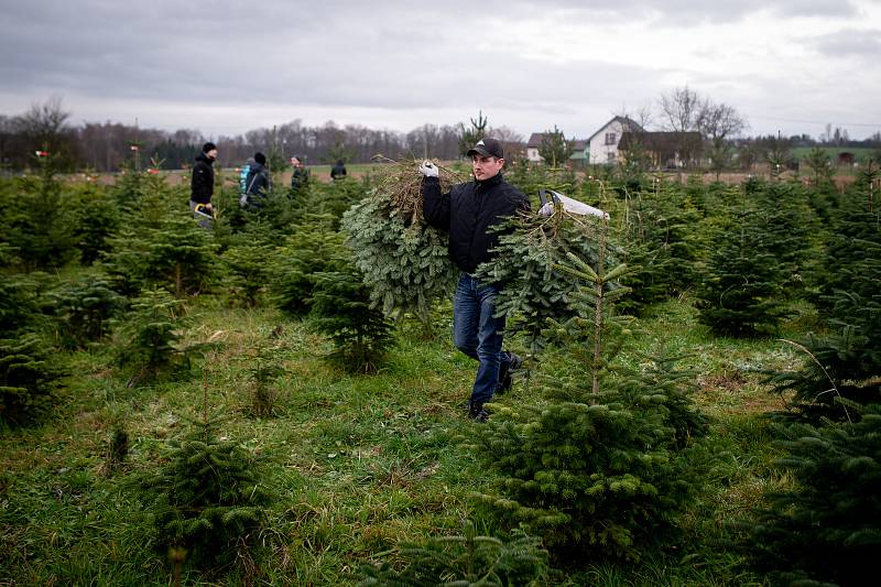 Prodej vánočních stromečků na plantáži ve Vratimově, sobota 7. prosince 2019.