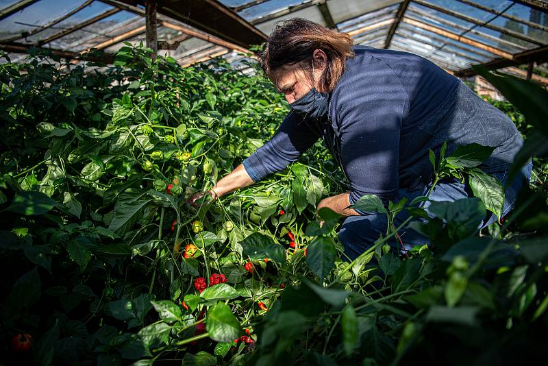 V Zahradnictví Poruba pěstují chilli pro výrobce omáček Gaston Chilli, 6. října 2020 v Ostravě. Majitelka zahradnictví Františka Bestová sbírá papričky.