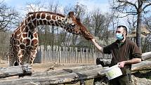Žirafy v českých Zoo. Ilustrační foto.