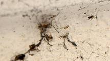 Zhruba třímilimetrový pavouček cedivečka zápřední už se „usídlil“ i na fasádách v centru Ostravy.