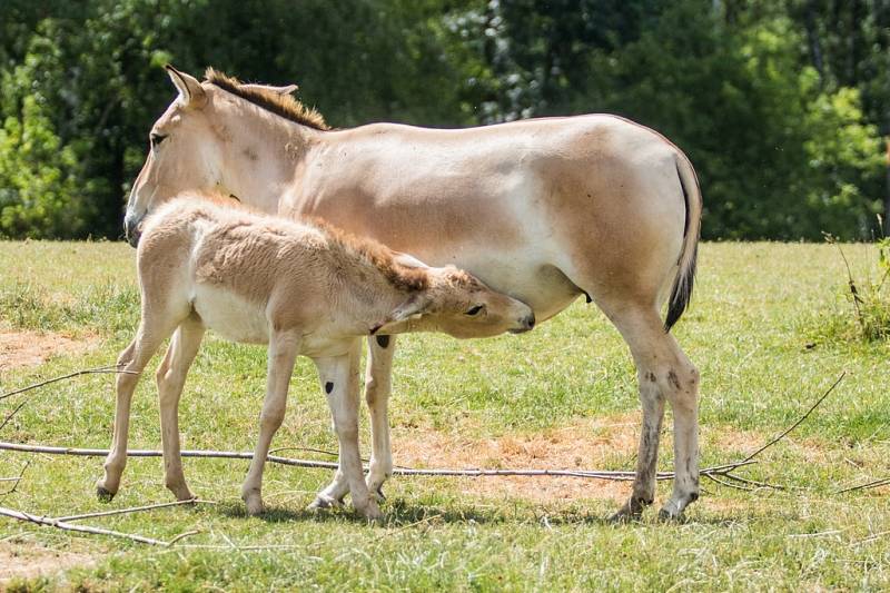 Onageři v ostravské zoo.