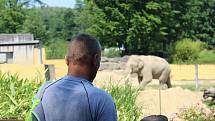 Ostravská zoo v sobotu opět přivítala masy lidí. Někteří se pro návštěvu rozhodli i kvůli novému slonímu samci z Francie, jiní o novici neměli ponětí, ani když jej odděleného od stáda sami viděli.