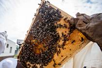 Letošní produkce medu byla průměrná.