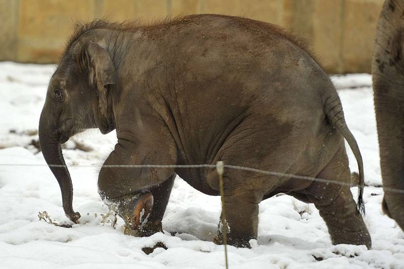 Nejmladší sloní samička z ostravské zoo se narodila 4. února 2014. Letos slaví své první narozeniny.