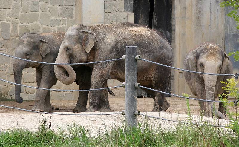 V pátek 12. srpna je Mezinárodní den slonů. Na snímku sloni v ostravské zoo, srpen 2022.