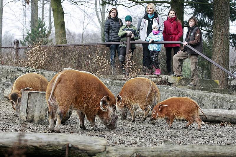 Den s prasátky v ostravské ZOO. Komentované krmení prasat. Štětkoun kamerunský. 