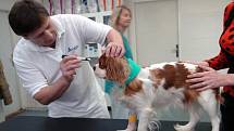 Veterinární lékař Jasn Nytra a jeho pacient pes Kazimír