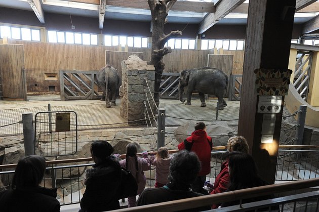 Ondra, Kryštof, Lucie a Julie. Další čtyři děti, kterým v tomto týdnu Deník splnil jejich vánoční přání. Chtěli se podívat do ostravské zoologické zahrady a pozdravit sloní mládě Rashmi.