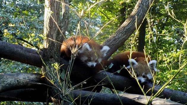 Mláďátka pand červených v ostravské ZOO už objevují svět.