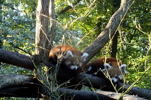 Mláďátka pand červených v ostravské ZOO už objevují svět.