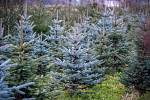 Rodinná plantáž vánočních stromků se nachází na okraji města Vratimova, v části výstižného názvu Zadky, ulice Na Zadkách.