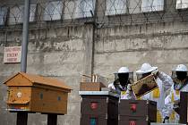 Sklizeň medu v Heřmanické věznici, úterý 15. května 2018, Ostrava. Vězni zúročili svou celoroční „včelí” práci.