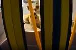 Záběr psa v tramvaji.