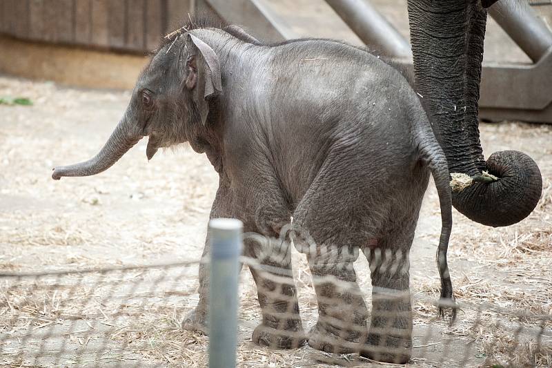 Mládě slona indického Chandru, které se narodilo  8. července 2017 v ostravské zoo.