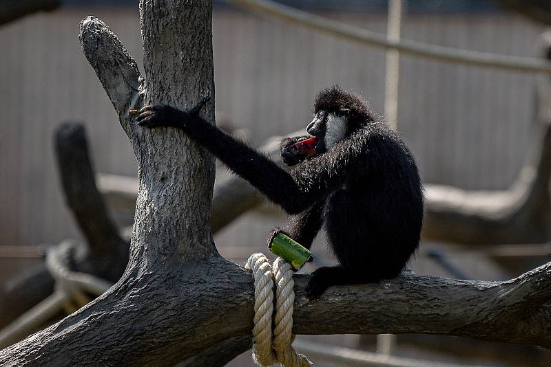 Zoo Ostrava otevřela nové expozice pro primáty gibony bělolícé, 15. srpna 2022.