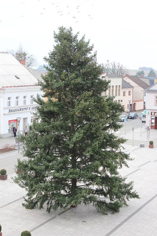 Vánoční strom na Mírovém náměstí v centru Hlučína.