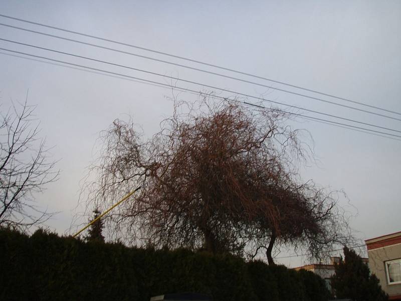 Odklízení větví z elektrických drátů v Hlučíně.