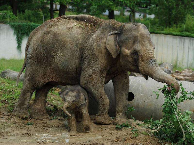 Sloní mládě v ostravské zoo si našlo novou zábavu. Mezi jeho oblíbené aktivity patří nově bahenní koupel v blátě, které se ve výběhu udělalo po vydatných deštích.