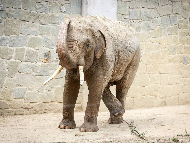 Nový sloní samec slona indického v ostravské ZOO.