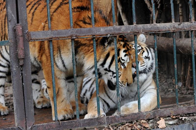 Tygří bratři Eda a Elton opustí v lednu ostravskou zoologickou zahradu. Jejich novými domovy se stanou  litevská Zoo Kaunas a Woburn Safari Park v Anglii.