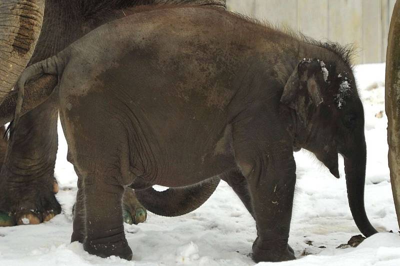 Nejmladší sloní samička z ostravské zoo se narodila 4. února 2014. Letos slaví své první narozeniny.