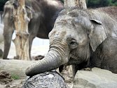 Slonice Vishesh v ostravské zoologické zahradě je přesně v polovině březosti. Do samotného porodu jí zbývá ještě dlouhých jedenáct měsíců sloní „těhotenství“ totiž trvá až dva roky.