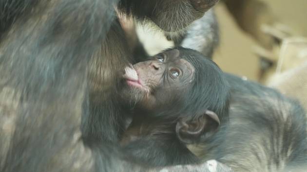 Nedávno narozené mládě šimpanze v ZOO Ostrava.