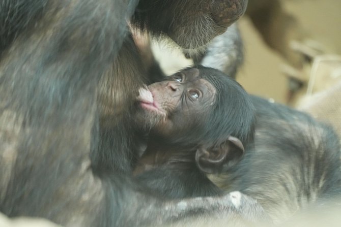 Nedávno narozené mládě šimpanze v ZOO Ostrava.