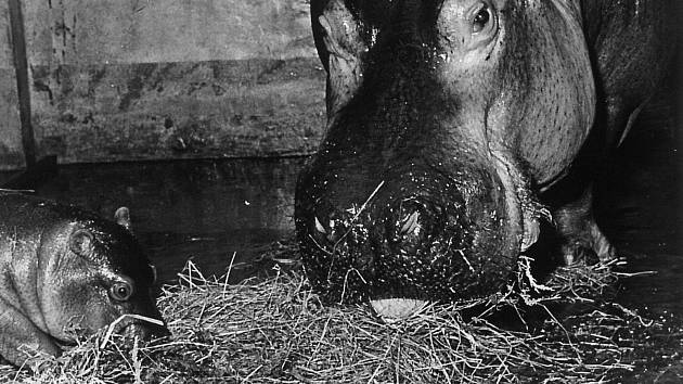 Samice s prvním ostravským mládětem hrocha, rok 1972.