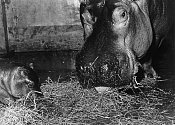 Samice s prvním ostravským mládětem hrocha, rok 1972.