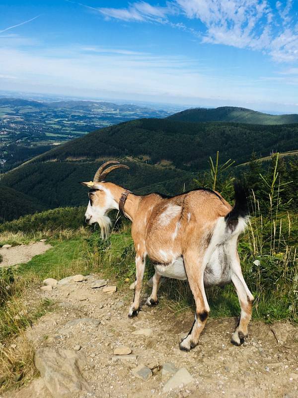 Koza Rozárka Petra Slepičky sice neštěká, ale pac dává spolehlivě a panáčkovat umí taky!