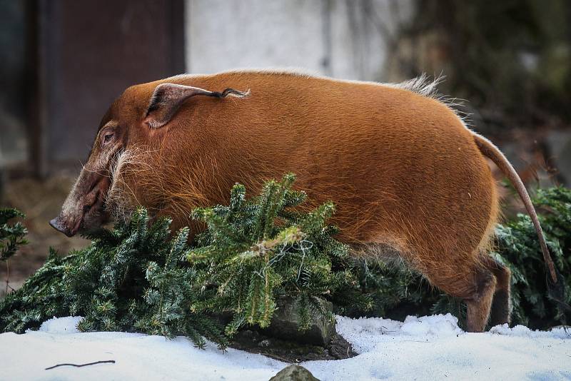 Ostravská Zoo a její obyvatelé.