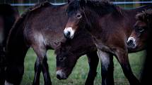 Na Kozmické ptačí louky bylo v listopadu 2019 vypuštěno stádo exmoorských pony.