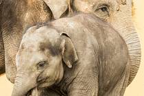 Sloni indičtí v Zoo Ostrava