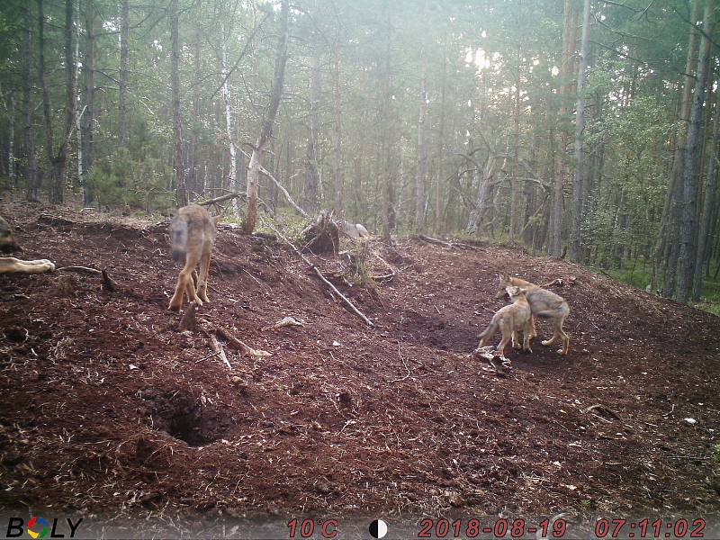 Ochránci přírody se každý rok snaží zmapovat výskyt šelem v Česku.