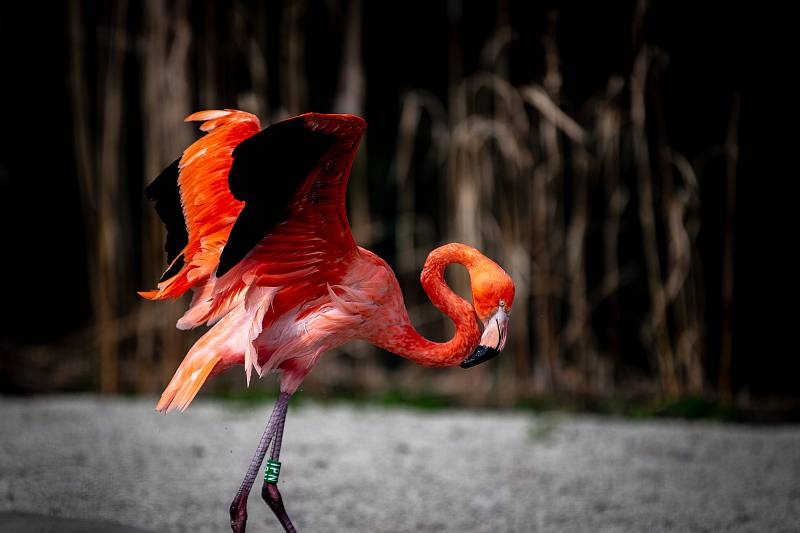 Zoologická zahrada v Ostravě, 14. března 2020 v Ostravě.