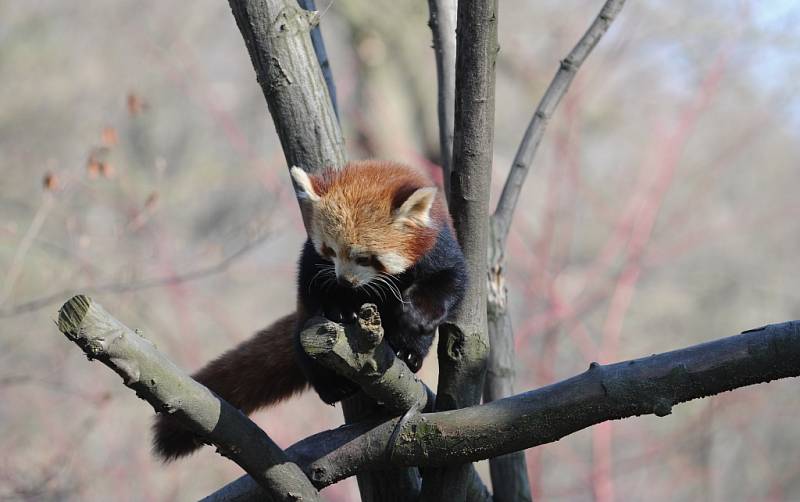 Komentované krmení v ostravské zoo