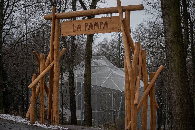 Zoo Ostrava je nadále dle nařízení vlády uzavřená, 6. února 2021 v Ostravě. Sovice sněžní.