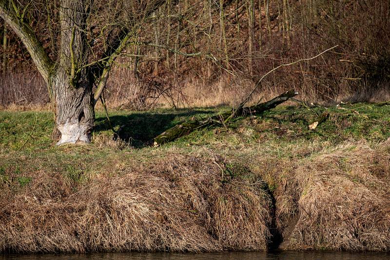 Stromy na břehu řeky Odry, které okusuje bobr, leden 2020 v Ostravě.