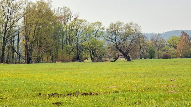 Koutské a Zabřežské louky.