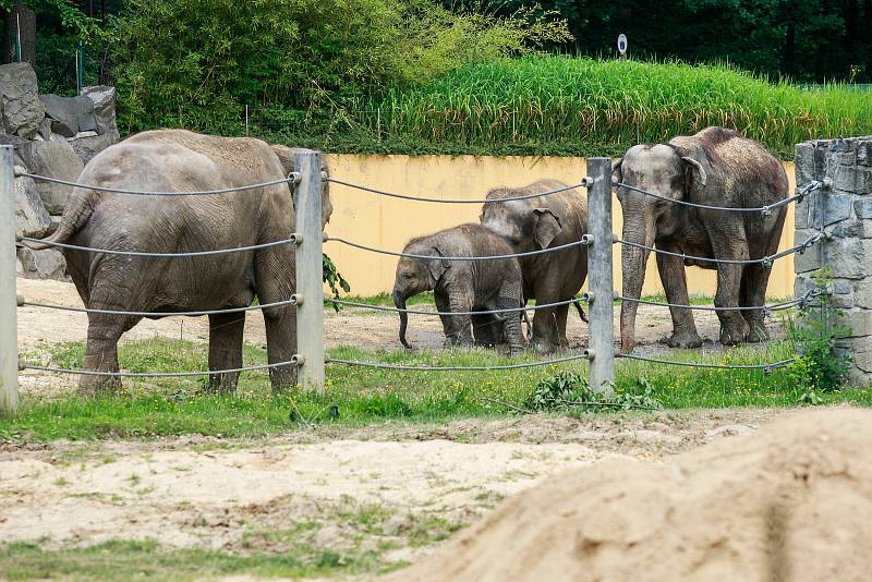 Nový sloní samec slona indického v ostravské ZOO.