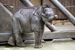 Malá sloní samička z ostravské zoo vypadá zdravě a o dění v pavilonu se živě zajímá.