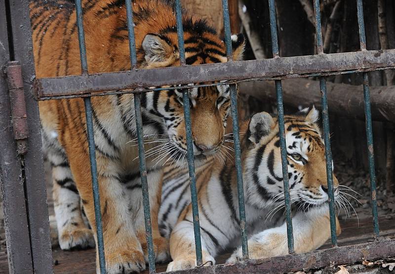 Tygří bratři Eda a Elton opustí v lednu ostravskou zoologickou zahradu. Jejich novými domovy se stanou  litevská Zoo Kaunas a Woburn Safari Park v Anglii.