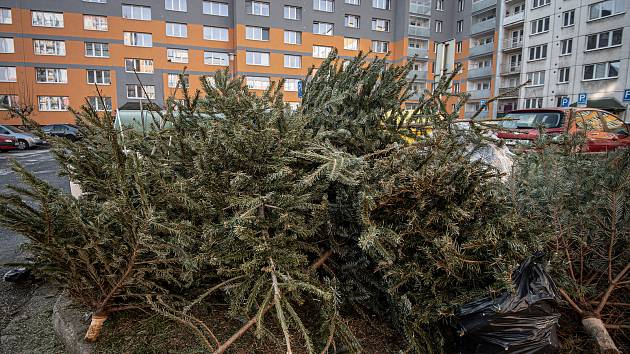 Vyhozené vánoční stromky u kontejnerů, 10. ledna 2022 v Ostravě.