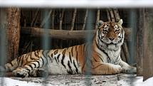 Zvířata v ostravské zoo v zimě regenerují. Chladnější počasí láká ven i exotická zvířata. 