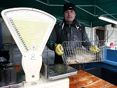 Prodej ryb na vánoční stůl začal v Ostravě v tomto týdnu. Mezi prvními otevřel stánek s káděmi Zdeněk Nehudek, který kapry už tradičně nabízí u areálu Venuše v Ostravě-Hrabůvce.